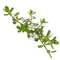 Brahmi