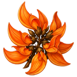 Palash