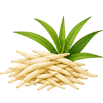 Safed Musli