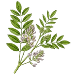 Neem Extract – Known for antibacterial and acne-fighting properties