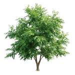 Neem