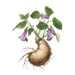 Tulsi (Holy Basil) Extract – Purifies skin and reduces inflammation