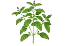 Tulsi