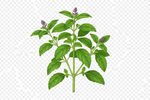 Tulsi