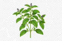 Tulsi